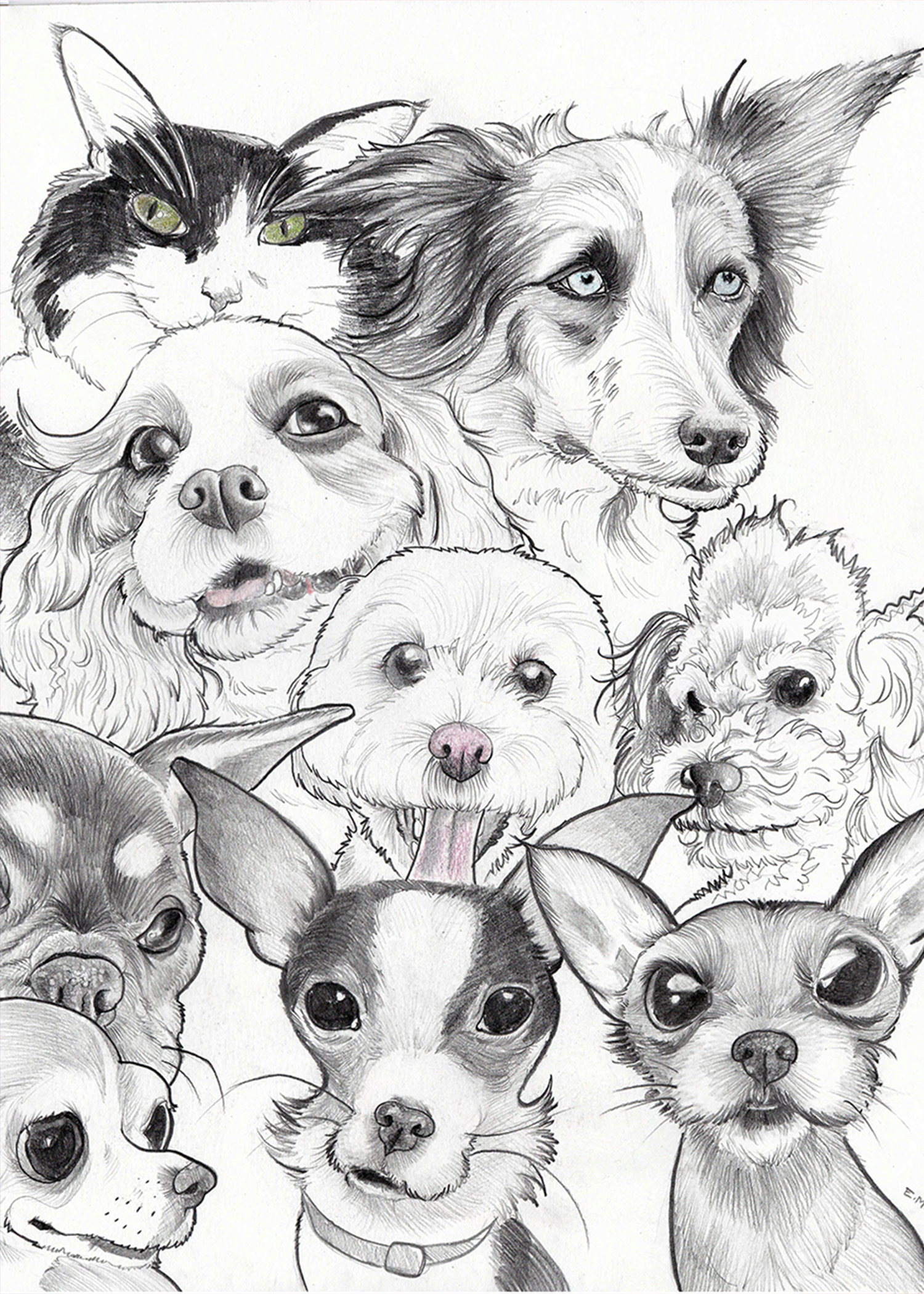 Charlotte pet portraits